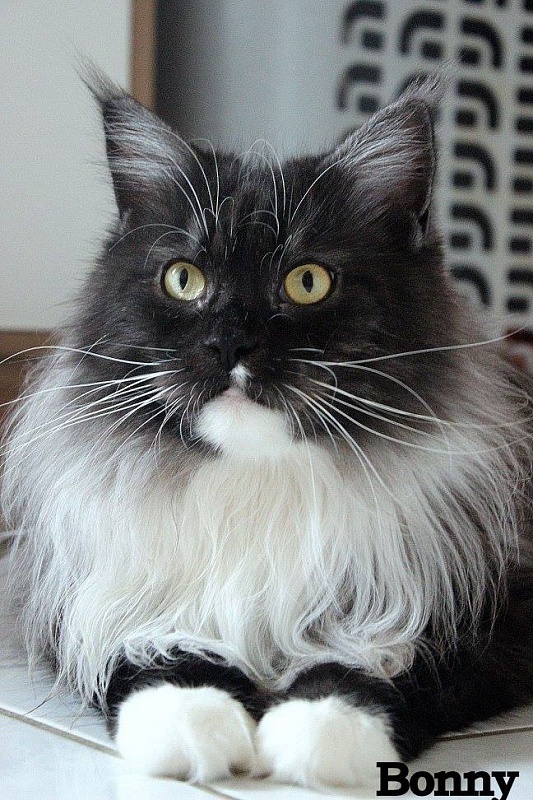 Bonny vom Rehmuhlbach - maine-coon