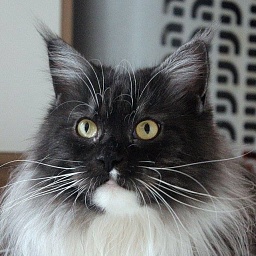 Bonny vom Rehmuhlbach