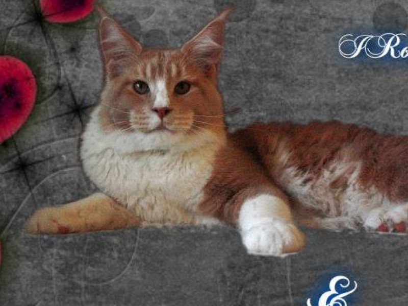 I'Ron of CaDazz - мейн-кун