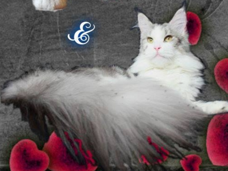 Country Cat's Runaway Dreams - maine-coon