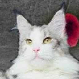 Country Cat's Runaway Dreams