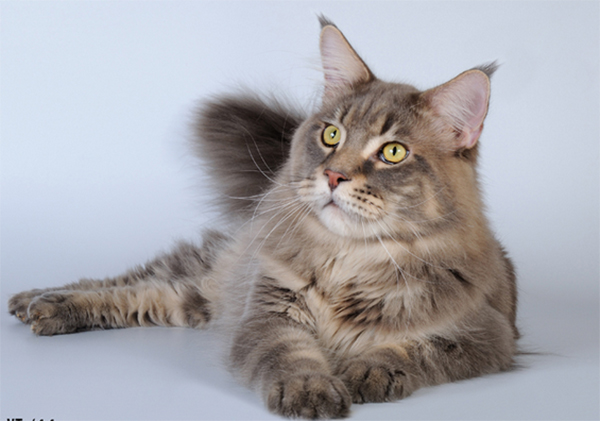 Big Giants Resort's Lacota - maine-coon