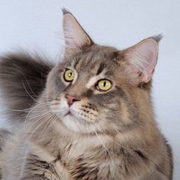 Big Giants Resort's Lacota