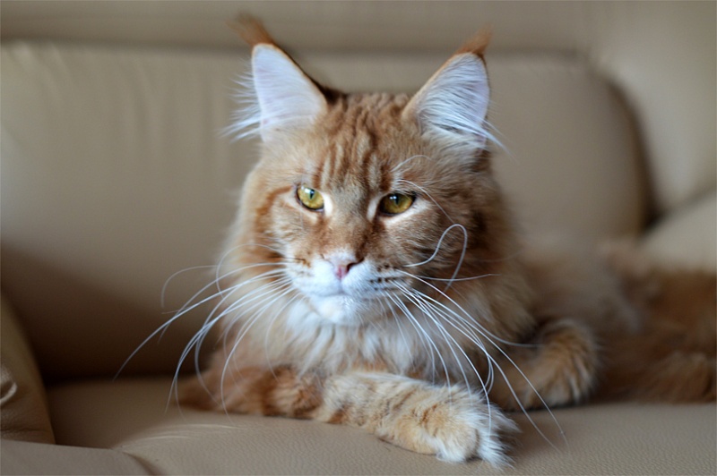 Cat's Castle York Bear - мейн-кун