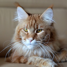 Cat's Castle York Bear