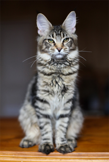 Cat's Castle Small Horse - мейн-кун