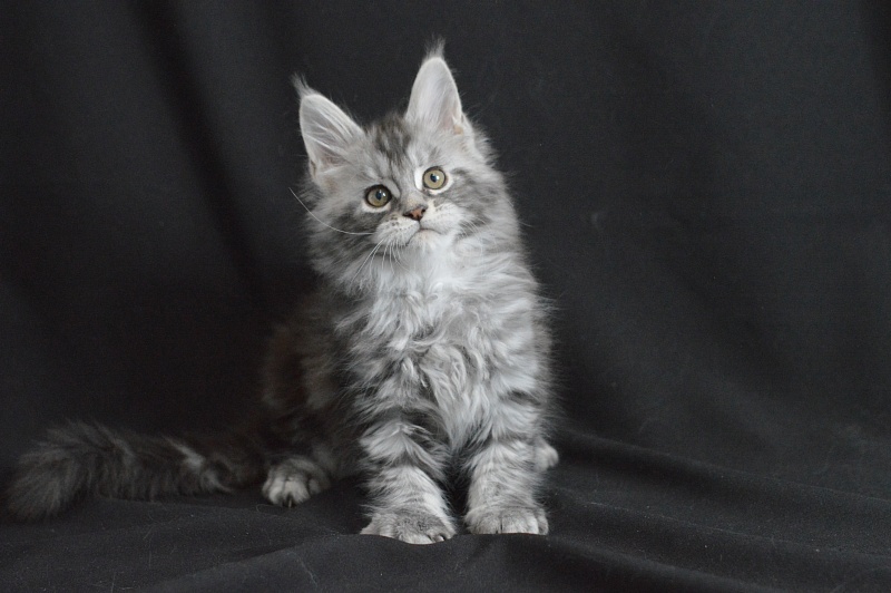 Apple Akbars - Kitten maine-coon 1 month 2 weeks