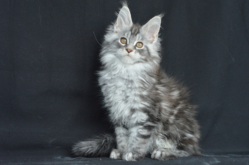 Apple Akbars - Kitten maine-coon 2 months 1 week
