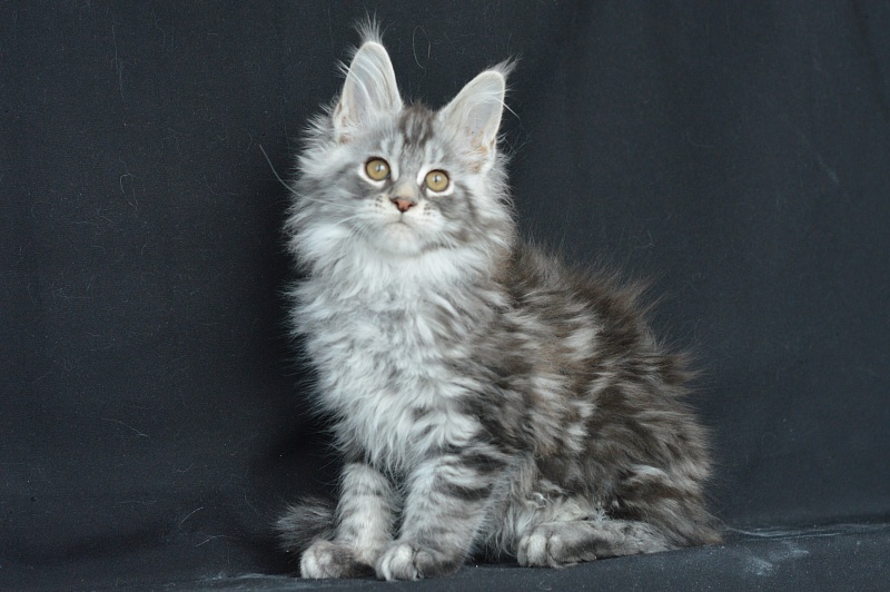 Apple Akbars - Kitten maine-coon 2 months 1 week