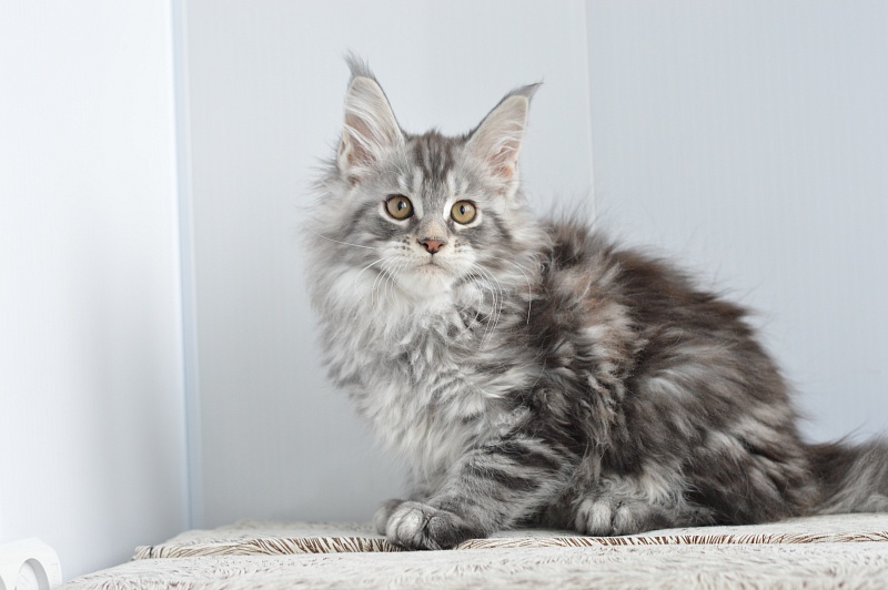 Apple Akbars - Kitten maine-coon 2 months 1 week