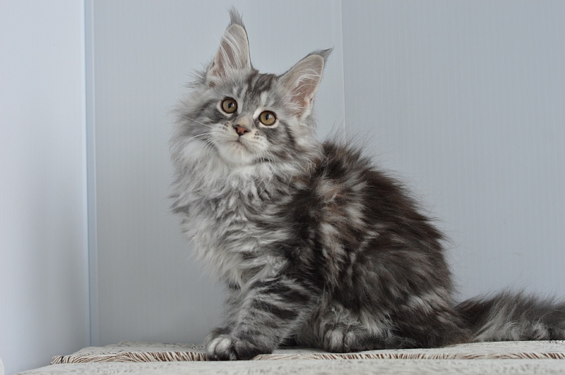 Apple Akbars - Kitten maine-coon 2 months 1 week