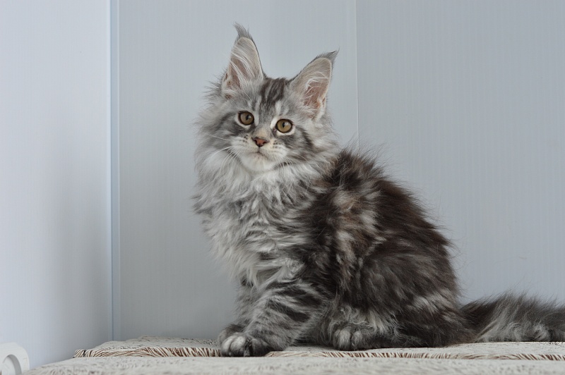 Apple Akbars - Kitten maine-coon 2 months 1 week