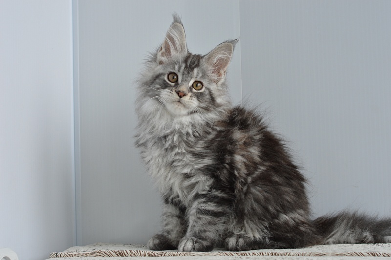 Apple Akbars - Kitten maine-coon 2 months 1 week