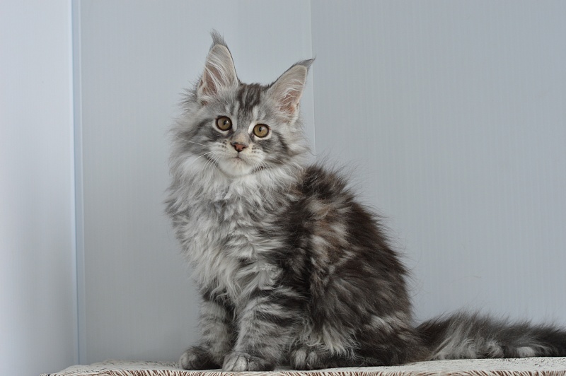 Apple Akbars - Kitten maine-coon 2 months 1 week