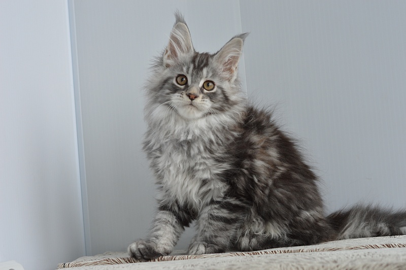 Apple Akbars - Kitten maine-coon 2 months 1 week