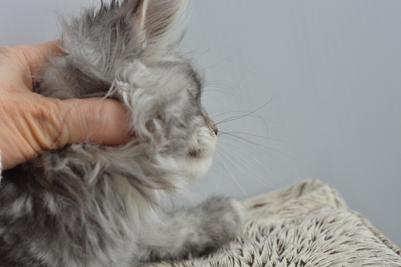 Apple Akbars - Kitten maine-coon 2 months 1 week