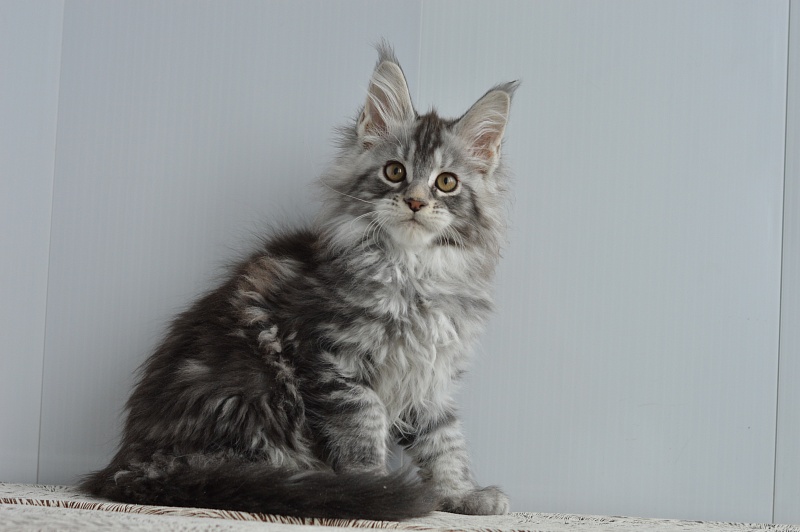 Apple Akbars - Kitten maine-coon 2 months 1 week