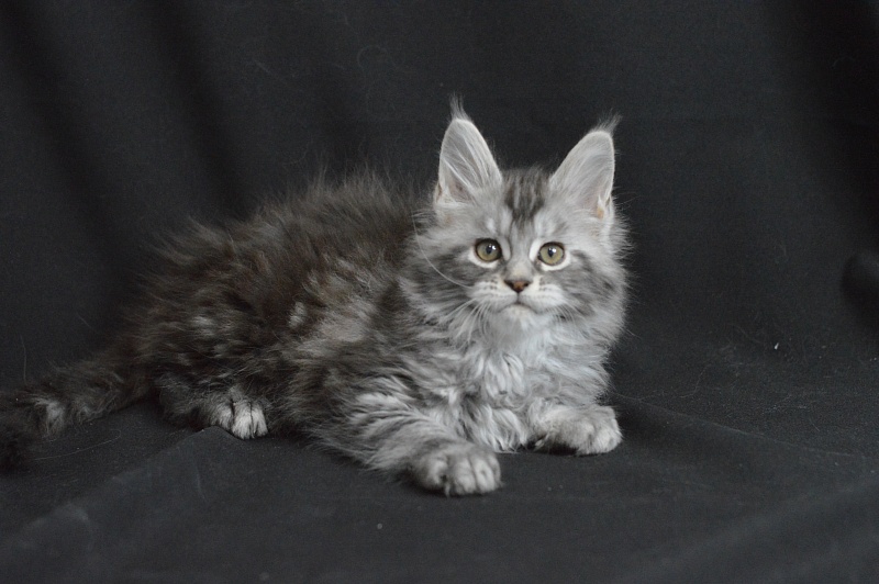 Apple Akbars - Kitten maine-coon 1 month 2 weeks