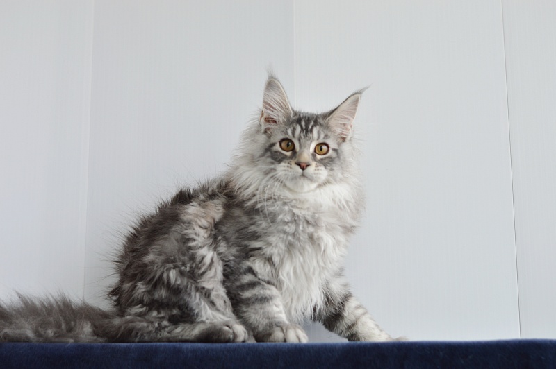 Apple Akbars - Kitten maine-coon 3 months 0.5 weeks