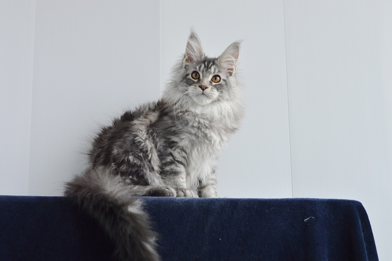 Apple Akbars - Kitten maine-coon 3 months 0.5 weeks