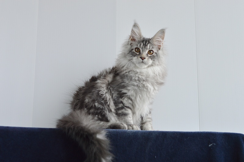 Apple Akbars - Kitten maine-coon 3 months 0.5 weeks
