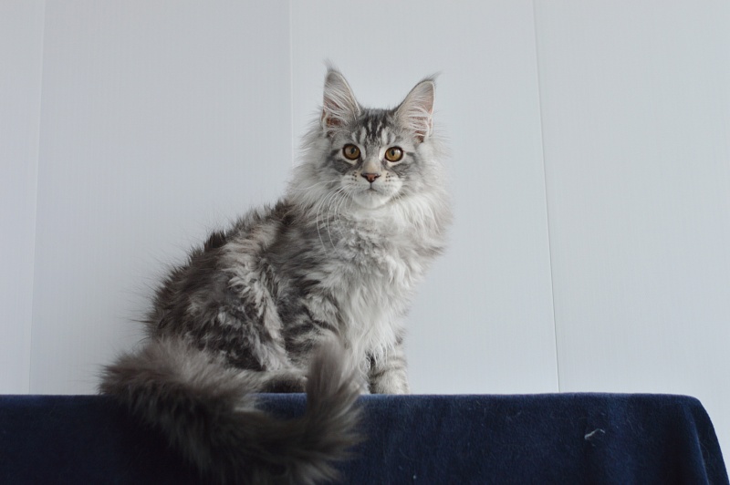Apple Akbars - Kitten maine-coon 3 months 0.5 weeks