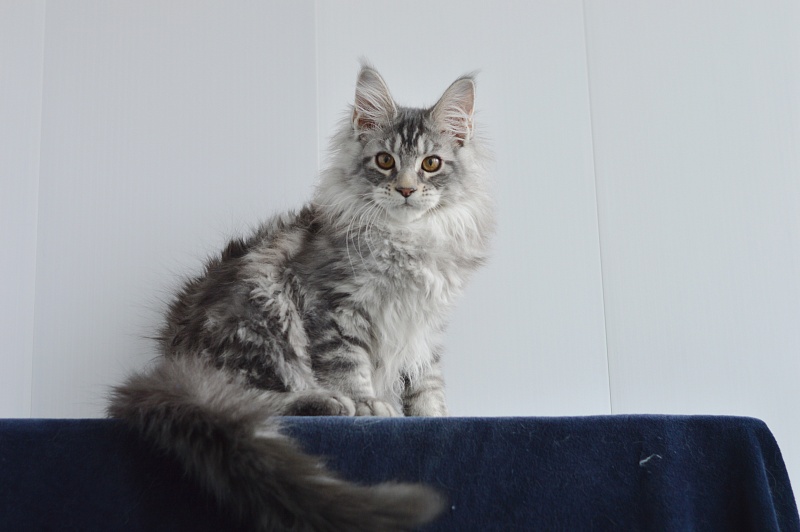Apple Akbars - Kitten maine-coon 3 months 0.5 weeks