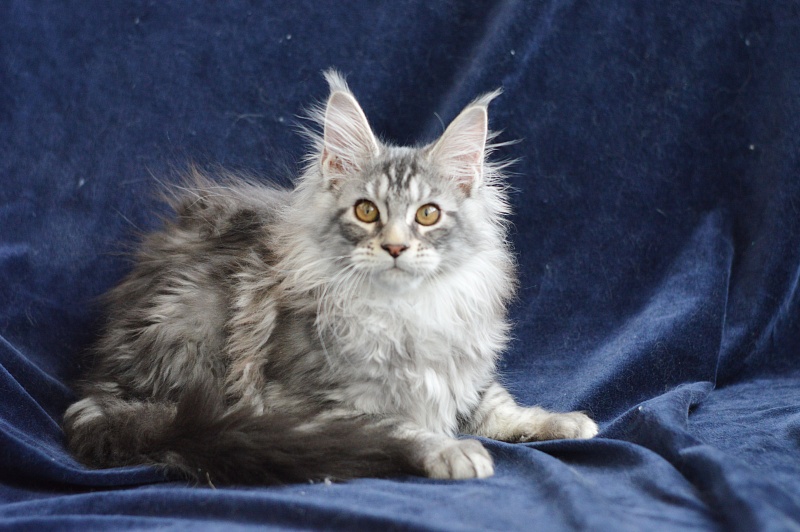 Apple Akbars - Kitten maine-coon 3 months 0.5 weeks