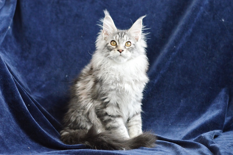 Apple Akbars - Kitten maine-coon 3 months 0.5 weeks