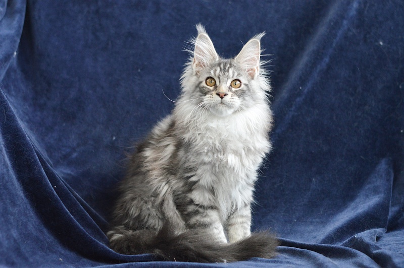 Apple Akbars - Kitten maine-coon 3 months 0.5 weeks