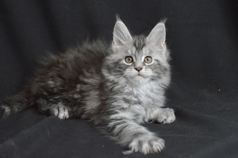 Apple Akbars - Kitten maine-coon 1 month 2 weeks