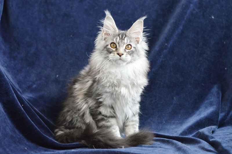 Apple Akbars - Kitten maine-coon 3 months 0.5 weeks