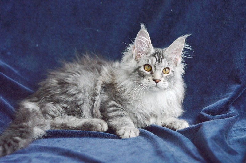 Apple Akbars - Kitten maine-coon 3 months 0.5 weeks