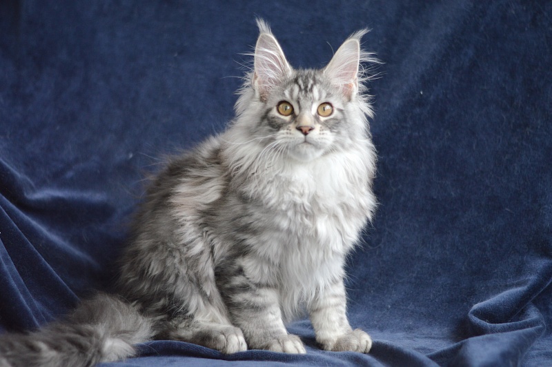 Apple Akbars - Kitten maine-coon 3 months 0.5 weeks
