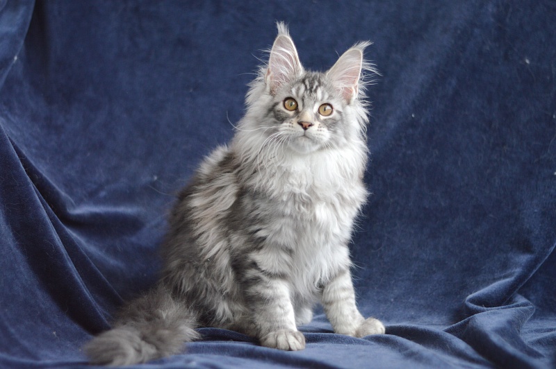 Apple Akbars - Kitten maine-coon 3 months 0.5 weeks