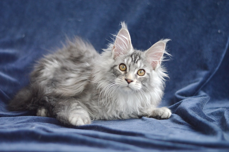 Apple Akbars - Kitten maine-coon 3 months 0.5 weeks