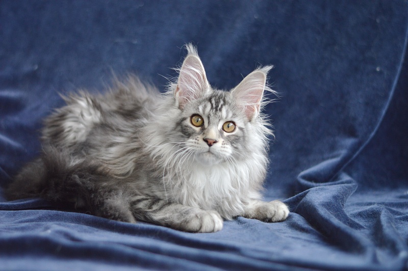 Apple Akbars - Kitten maine-coon 3 months 0.5 weeks