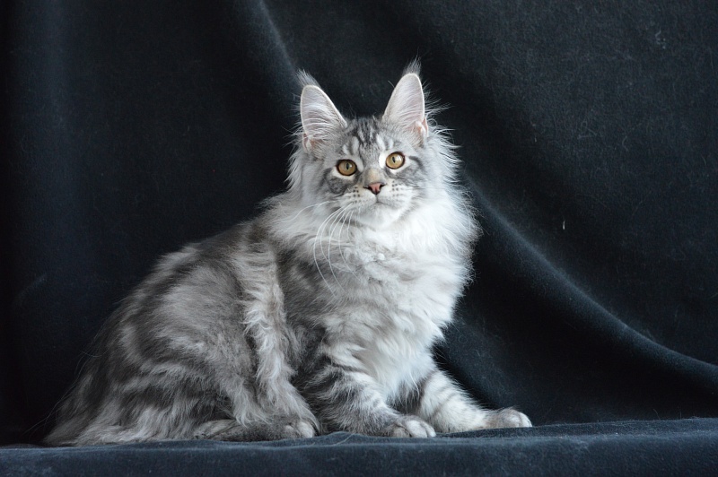 Apple Akbars - Kitten maine-coon 4 months 1 week