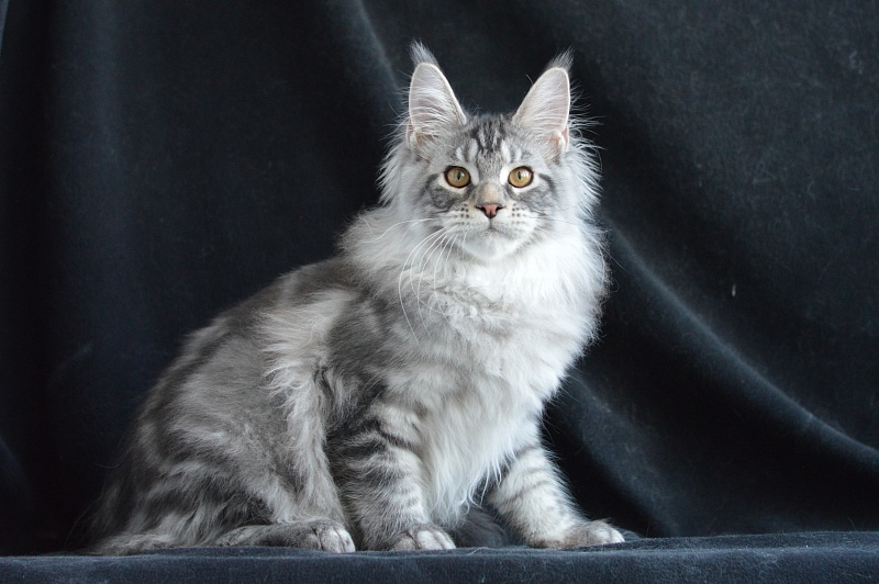 Apple Akbars - Kitten maine-coon 4 months 1 week