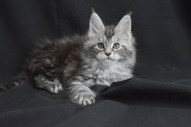 Apple Akbars - Kitten maine-coon 1 month 2 weeks