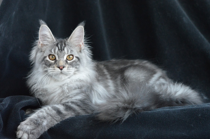 Apple Akbars - Kitten maine-coon 4 months 1 week