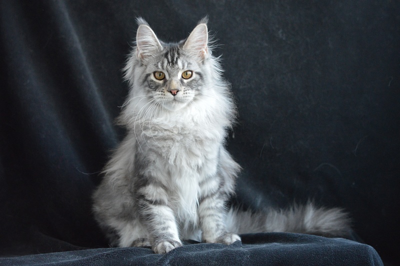 Apple Akbars - Kitten maine-coon 4 months 1 week