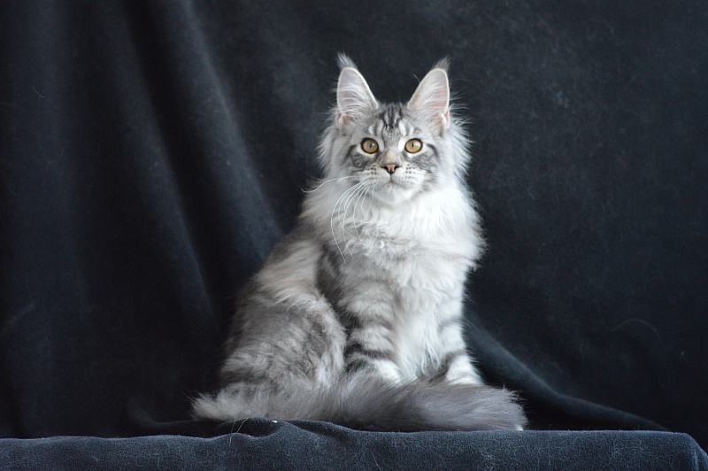 Apple Akbars - Kitten maine-coon 4 months 1 week