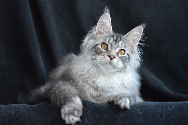 Apple Akbars - Kitten maine-coon 4 months 1 week