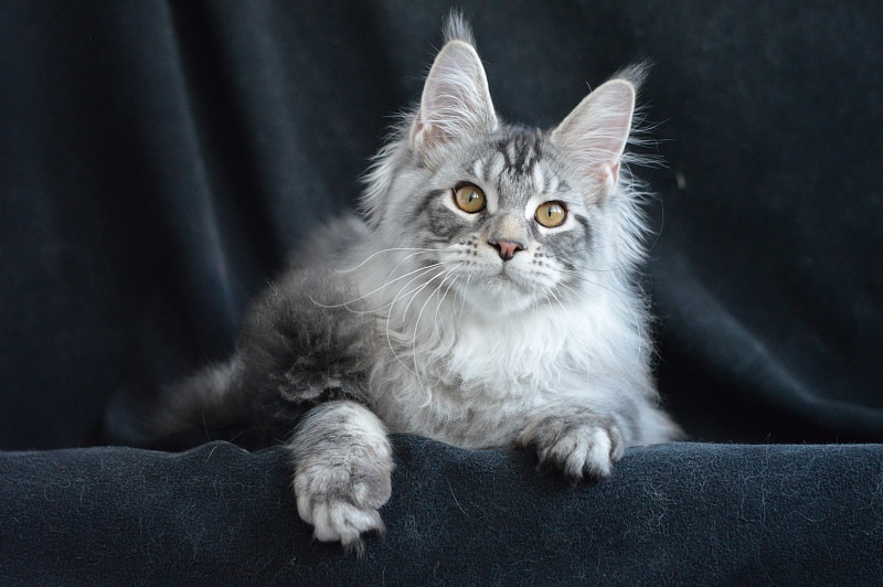 Apple Akbars - Kitten maine-coon 4 months 1 week