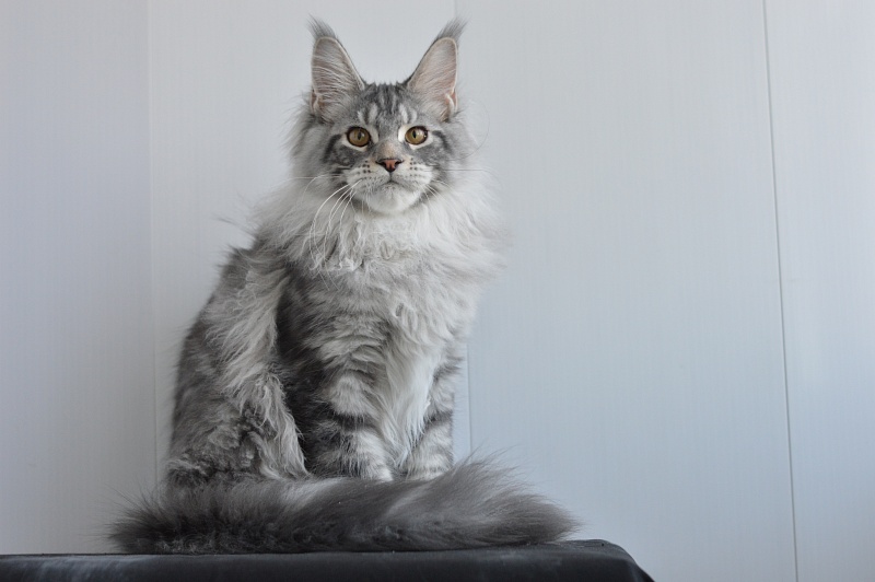 Apple Akbars - Kitten maine-coon 4 months 2.5 weeks