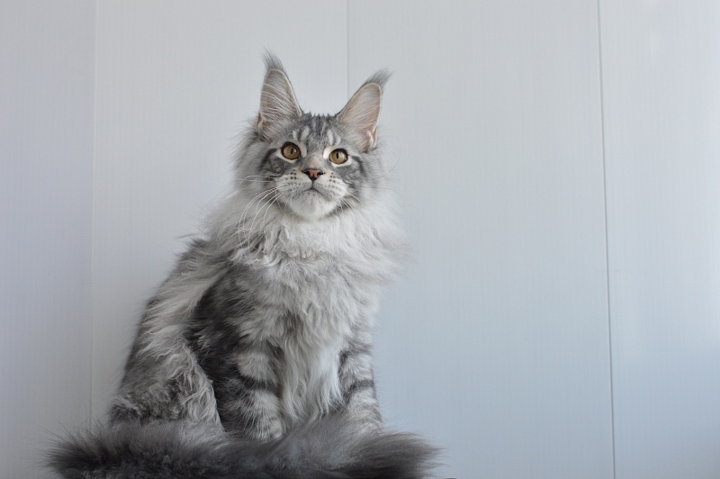 Apple Akbars - Kitten maine-coon 4 months 2.5 weeks