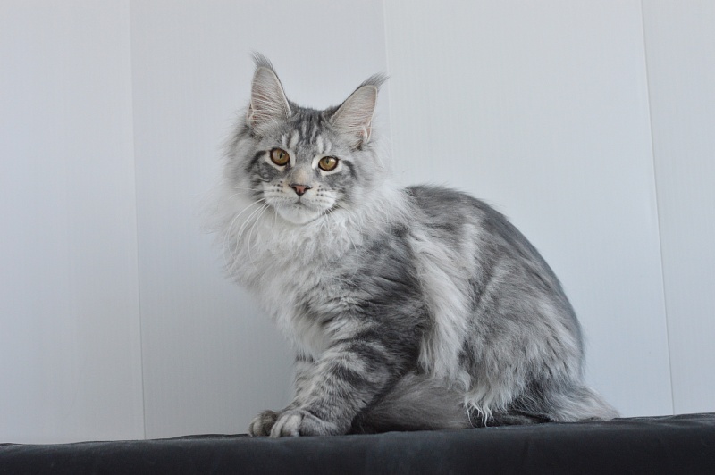 Apple Akbars - Kitten maine-coon 4 months 2.5 weeks
