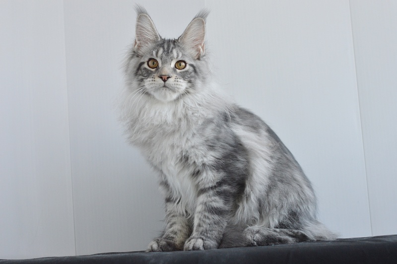 Apple Akbars - Kitten maine-coon 4 months 2.5 weeks