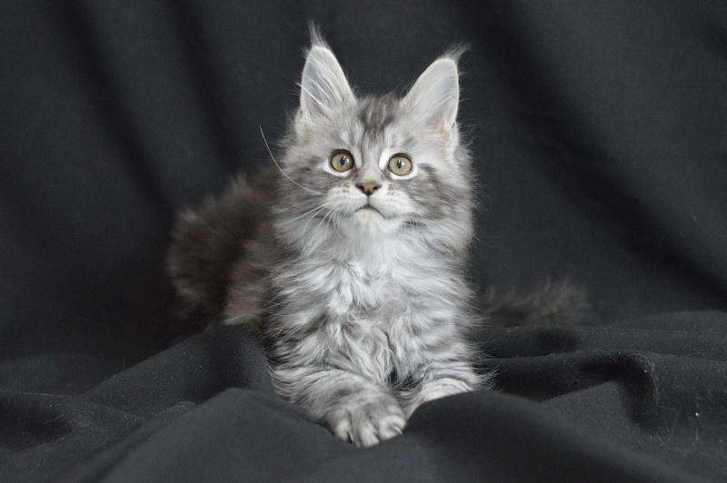 Apple Akbars - Kitten maine-coon 1 month 2 weeks